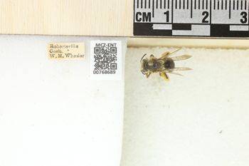 Media type: image;   Entomology 768689 Aspect: Labels